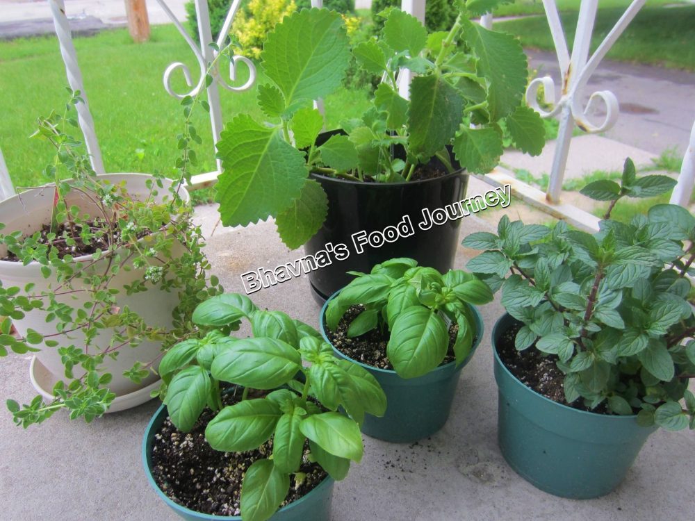 How to care and use herbs and spices in your cooking? – Bhavna's Food ...
