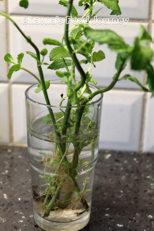 How to care and use herbs and spices in your cooking? – Bhavna's Food ...